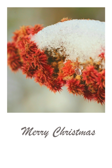 Red sumac covered in snow - Christmas card.